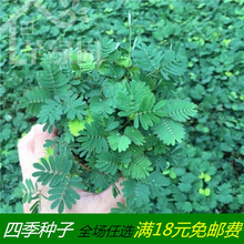 彩叶含羞草种子四季易种花卉盆栽植物种子阳台庭院种植含羞草种子 混合含羞草100粒+盆土肥
