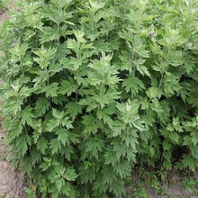 鑫意艾草种子艾叶靳艾草种子野生可食用青团大叶艾蒿青蒿种籽四季种植驱蚊 食用艾草种子半斤