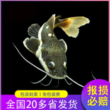 热带观赏鱼活体小中大型淡水鱼地图鱼皇冠金龙鱼发财鱼招财银龙鱼黑白地图皇冠三间蓝鲨大型鱼混养发财鱼包活 13-15CM招财猫1条