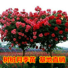 树状月季花 树形月季大花月季品种 室内阳台庭院别墅点缀花卉当年多季开花 树状月季1.5cm粗大花欧月颜色随机 不含盆