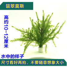 活体真水草植物水族箱装饰造景套餐绿菊蜈蚣草淡水懒人水草 翡翠莫斯定植 2个1组