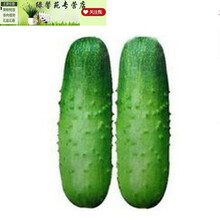 多个品种西红柿 辣椒 韭菜 丝瓜 扁豆 萝卜香葱白菜芹菜西瓜青菜蔬菜苗种子 生吃黄瓜种子一包