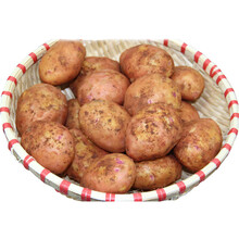云南高原 红皮黄心小土豆  洋芋马铃薯 乒乓球大小 4500g