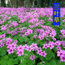 花萌萌 绿化红花醡浆草种子宿根地被矮生花种子春天夏季花草植物花卉三叶草室外花籽四季种室内阳台盆栽 红花三叶草种根 10个