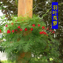 花萌萌 五角星花爬藤花卉种子羽叶茑萝攀爬花种子四季易种藤本花草植物花籽花种 羽叶茑萝种子 20粒