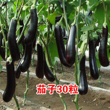 蔬菜种子四季播种子蔬菜芽苗 阳台盆栽水果草莓香菜籽葱种子花草林木 茄子30粒