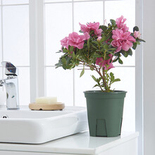 加仑盆 加仑花盆多肉花盆塑料创意阳台种菜盆栽绿萝兰花办公室盆景月季铁线莲防烂根花盆 加仑盆+托盘（大）