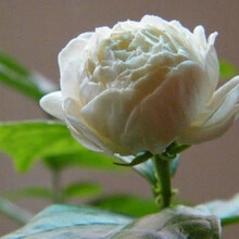 虎头茉莉 白茉莉 双色茉莉 绿植花卉室内盆栽花卉盆栽白色茉莉花 双色茉莉4年苗 不含盆