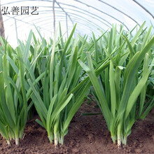 韭菜种子宽叶韭菜 大叶韭菜种子 四季易成活 蔬菜盆栽种籽 范记种子25克装