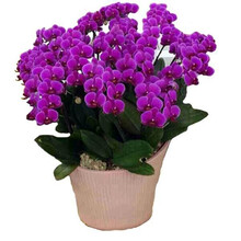 4年大苗 蝴蝶兰花苗 鲜花 四季植物 室内客厅盆栽 绿植花卉 兰花君子兰苗大苗 盆栽盆景 光芒四射蝴蝶兰+透明原盆+原土