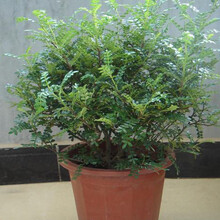 绿植花卉盆栽清香木苗驱蚊草办公室内盆景植物阳台四季常青 中号一颗 不含盆