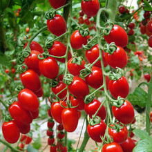寿禾 红美玉圣女果种子小西红柿串收红色樱桃小番茄苗 温室大棚春冬季播种四季盆栽种菜高产抗病蔬菜寿光菜 红美玉圣女果种子 20粒原装