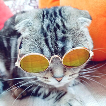 宠物猫眼镜猫咪墨镜复古酷猫搞怪拍照道具猫咪带的个性饰品小狗狗泰迪博美比熊10斤以下可带 清风茶 眼镜宽8cm，镜片框宽3cm（适合15斤以下宝贝）