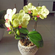 4年大苗 蝴蝶兰花苗 鲜花 四季植物 室内客厅盆栽 绿植花卉 兰花君子兰苗大苗 盆栽盆景 黄飞蝴蝶兰+透明原盆+原土