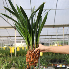 兰界 兰花 企黑 墨兰报岁兰浓香型盆栽室内绿植花卉好养易活 企黑3苗