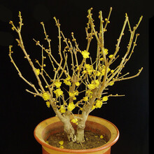 【冬季耐寒】日本海棠花苗 腊梅树苗 梅花树盆景 桂花盆栽室内外绿植花卉观花庭院阳台 腊梅树苗  3年苗