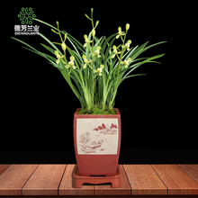 德芳兰业 四季兰花苗 建兰铁骨 素梅盆花兰草 室内阳台 花卉观花盆栽浓香 3苗连体不带花