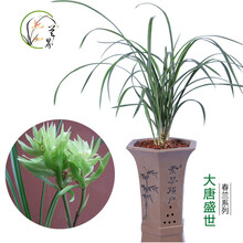 兰界 兰花 大唐盛世 春兰铭品浓香花卉盆栽四季客厅植物春季精品国兰 3苗大唐盛世