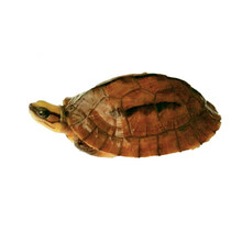 【活鲜】蟹爱 三线龟金钱苗闭壳活体  约210-300克（海南种母） 一只 盒装