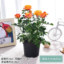 迷你小玫瑰花大盆栀子花盆栽带花苞四季开花办公室内植物花卉绿植 原盆玫瑰橘黄色 带盆栽好
