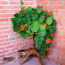 花友秀 旱金莲种子 旱荷花种子 红色 混色种子草花种子 花卉 四季播种 多年生花卉家庭种植 易种 旱金莲种子混色15粒