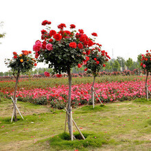 御春阁 别墅庭院阳台盆栽树状树形月季 月季花苗 树状月季 花色随机 不含盆 1.5厘米根茎粗度树状月季