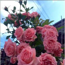 树状月季树形月季花苗高杆花树庭院盆栽树桩大花月季四季开花浓香 树状月季 树状月季二  粉系列 粗 1.5cm 不含盆