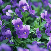 花友秀 草花种子 花卉种子 波斯菊太阳花百日草牵牛花薰衣草种子 四季播 春播 花种子室内阳台盆栽易种 紫罗兰种子混色200粒