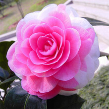 欧悟 茶花苗 山茶花苗盆栽地栽四季开花绿植花卉庭院阳台植物树苗室内品种随机发货 十八学士 五年苗（当年开花）