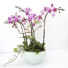 欧悟 蝴蝶兰花苗盆栽室内观花植物阳台花苗带盆栽好君子兰花盆栽 四季开花绿植花卉品种随机发货 花花公子蝴蝶兰+透明原盆+原土