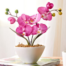 4年大苗 蝴蝶兰花苗 鲜花 四季植物 室内客厅盆栽 绿植花卉 兰花君子兰苗大苗 盆栽盆景 公主蝴蝶兰+透明原盆+原土