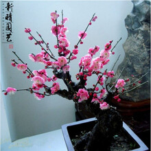 红梅花盆景树桩朱砂梅乌梅绿梅腊梅造型树桩室内老桩耐寒盆栽植物 红梅 骨里红 五年盆栽