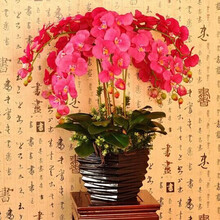 欧悟 蝴蝶兰花苗盆栽室内观花植物阳台花苗带盆栽好君子兰花盆栽 四季开花绿植花卉品种随机发货 兄弟女孩蝴蝶兰+透明原盆+原土