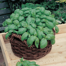 花友秀 罗勒种子 九层塔 金不换 甜罗勒 兰香 芳香植物种子 家庭盆栽植物种籽 花卉 草花 罗勒种子200粒