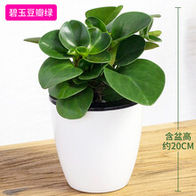 绿萝 盆栽 芦荟海棠茉莉玫瑰蟹爪兰芦荟发财树绿萝金鱼吊兰水培植物盆栽花卉吊兰室内办公室盆景绿植金钻 碧玉(小巧可爱)