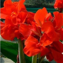 5年苗 大花美人蕉种球根 盆栽观花植物花卉 家庭庭院阳台绿植 多年生 美人蕉苗木花卉盆栽庭 单个种球 大红