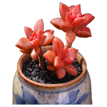 透明斜口多肉植物 商品搜索 京东