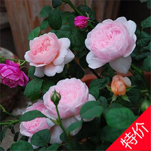 四季开花蔷薇花苗浓香玫瑰庭院阳台爬藤植物欧月花卉盆栽藤本月季 瑞典女王【爬藤】 带土