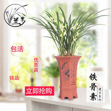 兰花浓香素心建兰四季兰春兰蕙兰盆栽兰草花卉绿植 6苗铁骨素（关注送肥+种植手册）
