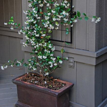 茉莉花树苗四季不落叶爬藤植物络石藤大苗室内外攀爬茉莉花盆栽地栽金丝风车茉莉花苗庭院阳台浓芳香绿植花卉 6年苗  当年开花爬藤快 不含盆