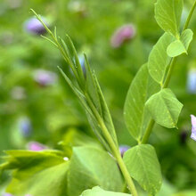 寿禾 大荚荷兰豆种子豌豆尖龙须菜春季播种四季架豆菜豌豆苗弯豆种甜脆嫩莱种家庭阳台四季蔬菜籽种籽种孑 肥仔三号无须豌豆苗种子 100g散装