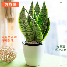 绿萝 盆栽 芦荟海棠茉莉玫瑰蟹爪兰芦荟发财树绿萝金鱼吊兰水培植物盆栽花卉吊兰室内办公室盆景绿植金钻 虎皮兰(霸气侧漏)