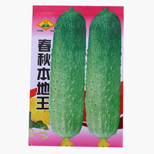 花明月 春秋本地王黄瓜种子 家庭阳台庭院四季播种 蔬菜黄瓜水果种子 春秋本地王