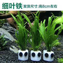 活体真水草植物水族箱装饰造景套餐绿菊蜈蚣草淡水懒人水草 (新)卡通细叶铁 3个1组