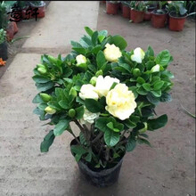 阳台室内盆栽花卉牡丹栀子花苗树苗 大叶绿植 四季开花枝子花植物 2年苗 不含盆