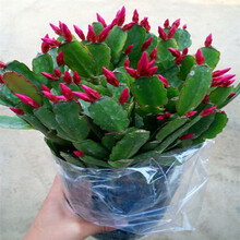 整盆20棵 室内花卉吊兰盆栽花卉  蟹爪兰苗 蟹爪莲 仙人掌 多肉 观花 绿植 带盆带土 蟹爪兰红色一盆20棵左右