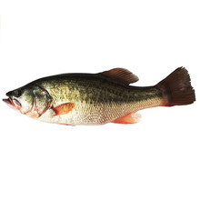 品鲜肴 淡水鱼 生态淡水鲈鱼河鲈鱼 现捕鲜活现杀生鲜产品 900g（净膛前） 现杀1条预定