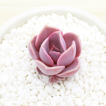 迎虞花苑 一元多肉多肉植物盆栽 紫珍珠  单株