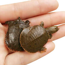 易萌 小甲鱼苗活体乌龟中华鳖水鱼苗外塘生态养殖龙鱼饲料 4-6克100只