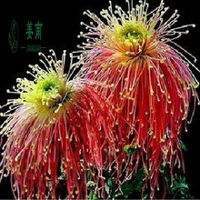 瑞天园艺 菊花苗菊花大苗四季花卉盆栽植物菊花保证颜色当年开花 蓝贵宾 风情